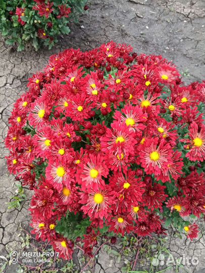 Хризантема мультифлора