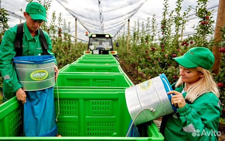 Сборщик яблок с проживанием