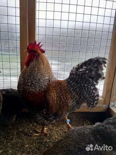 Инкубационное яйцо Билефельдер