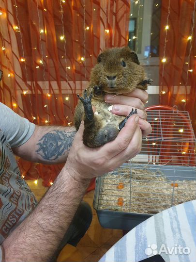 Морские свинки