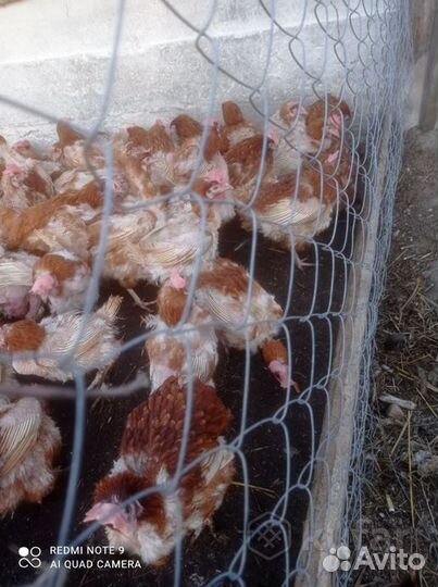 Куры несушки доминант