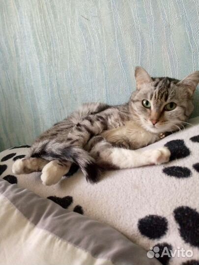 Кошка в дар