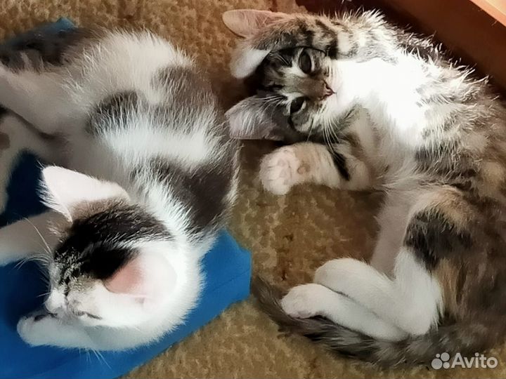 Кошечка