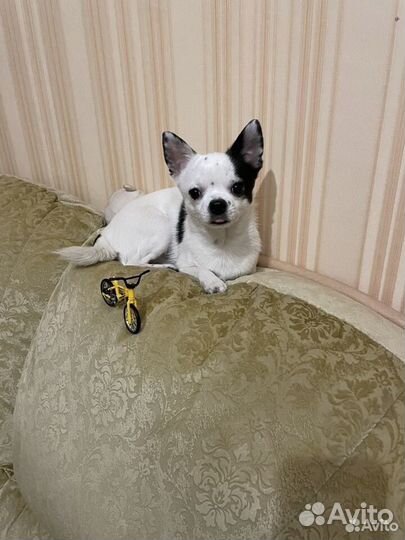 Чихуахуа кобель для вязки