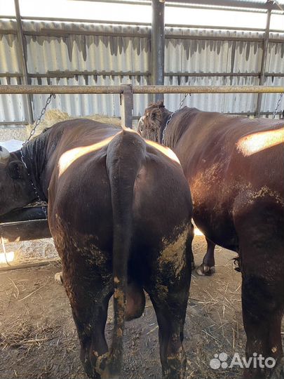 Быки крс бычки