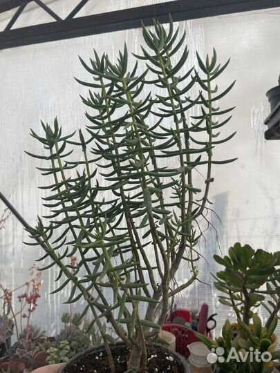 Крассула тетрагона