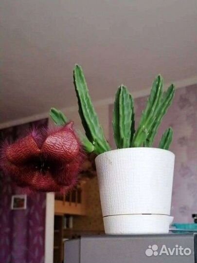 Гавортии,др. суккуленты