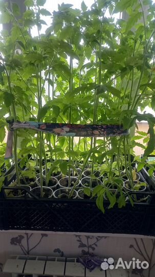 Рассада помидоры и перца болгарского