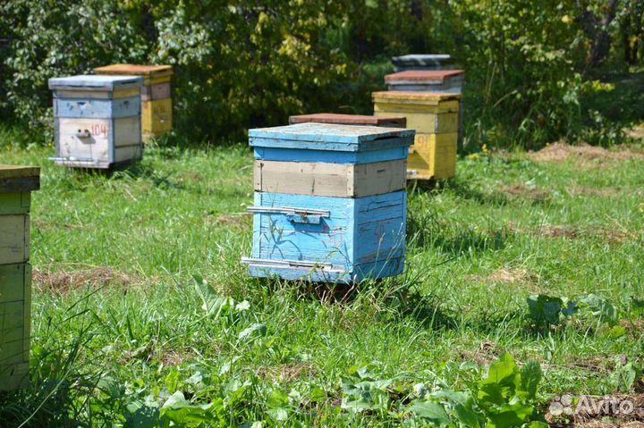 Мед, мёд свежий