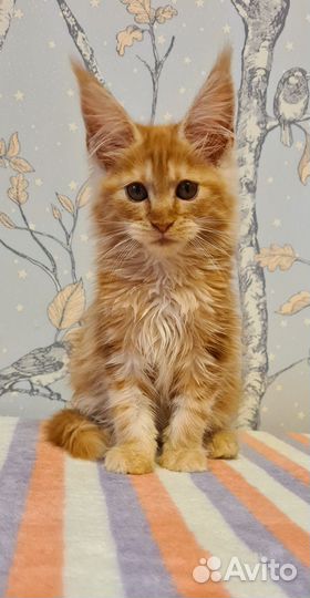 Мейн-кун девочка