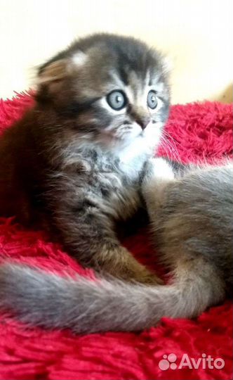 Шотландская