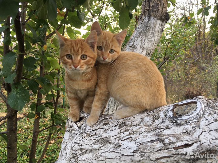 Классные дачные котята