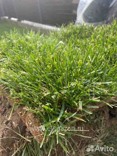 Рулонный газон мятлик