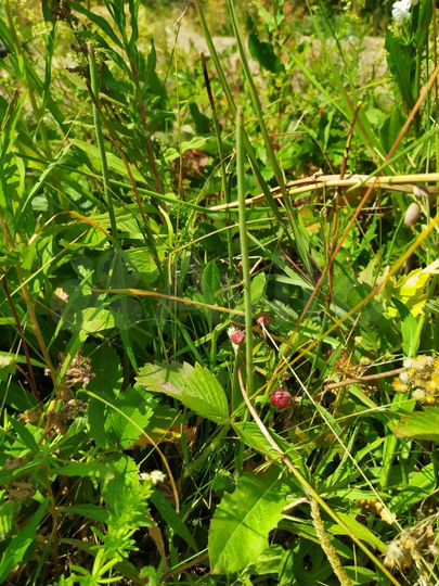 Дача 30 м² на участке 6 сот.