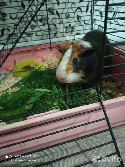 Морская свинка