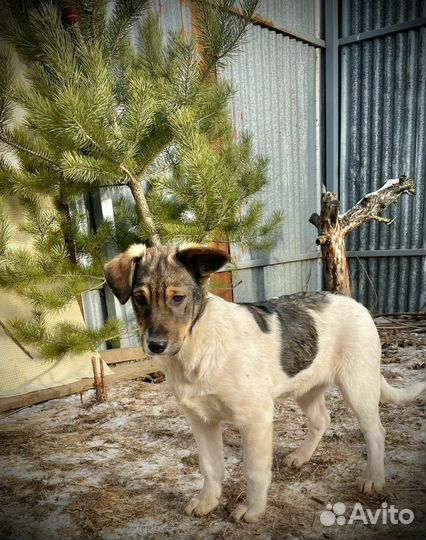 Пристраивается в самые добрые руки