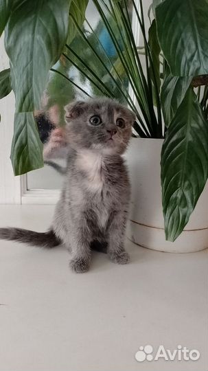 Котята вислоухой британки