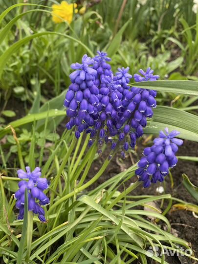 Молодило, мускари и др