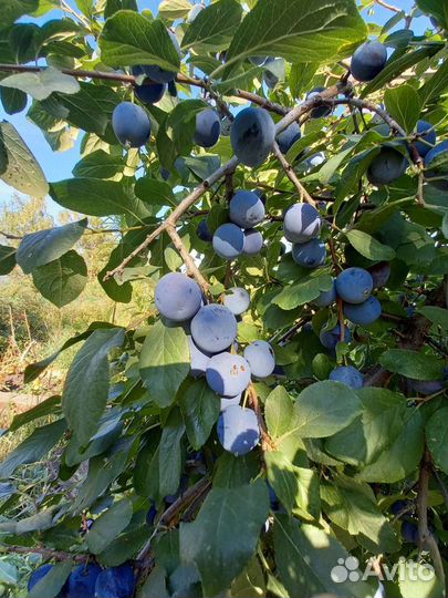 Ирга, абрикос Саратовский рубин, тёрн, облепиха