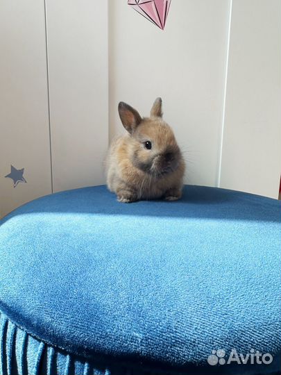 Карликовый кролик минор