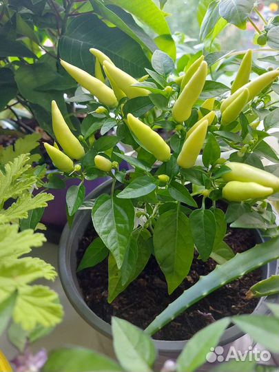 Острый перец комнатный
