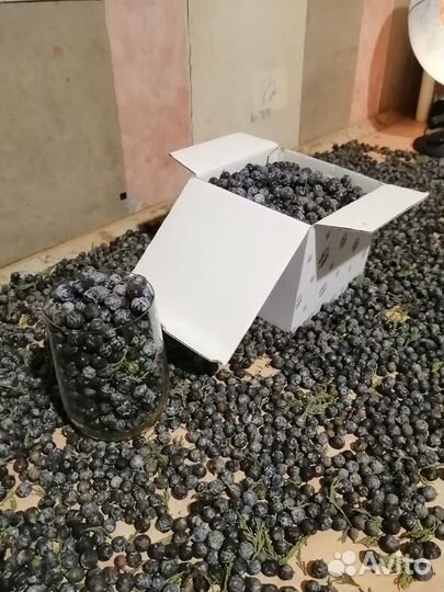 Плоды Ягоды Можжевельника