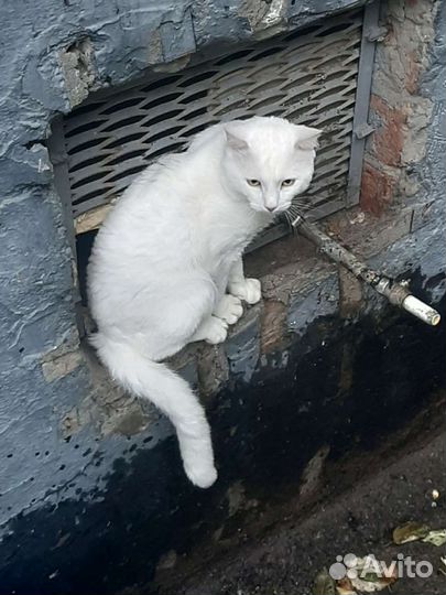 Белый кот один
