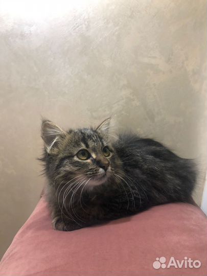Котенок красавчик