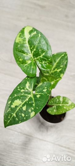 Сингониум Панда