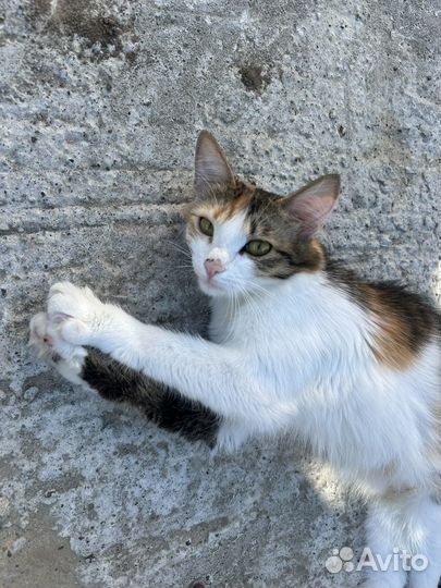 Молодая кошечка