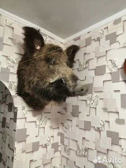 Чучело кабана