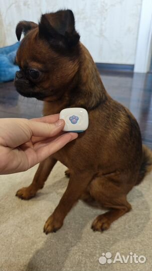 Gps трекер для собак