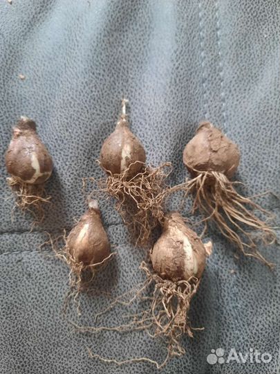 Подснежники луковицы