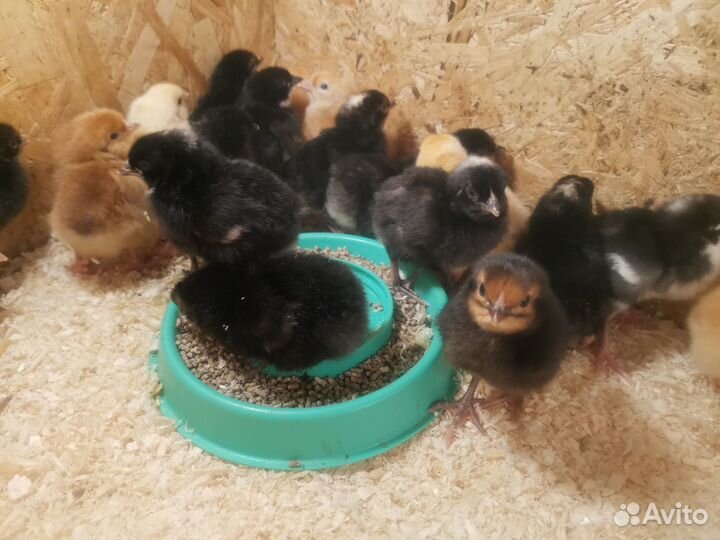 Цыплята суточные