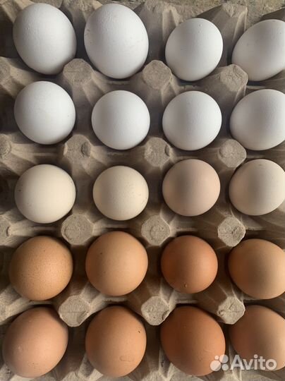 Яйцо домашнее