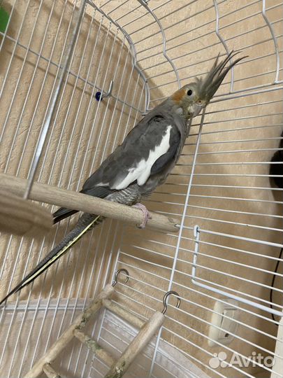 Попугай корелла