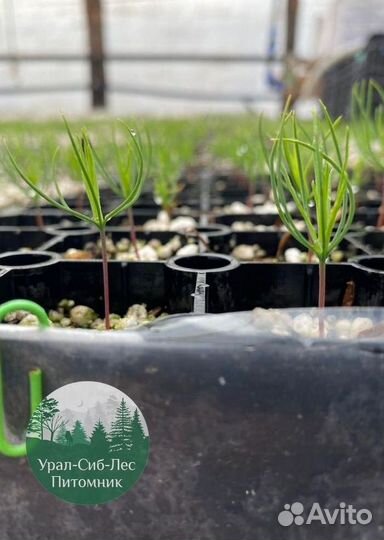 Зкс Сосна сеянцы Ели Лиственницы окс Голуб Горная