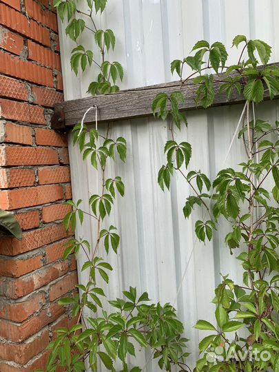 Девичий виноград большой