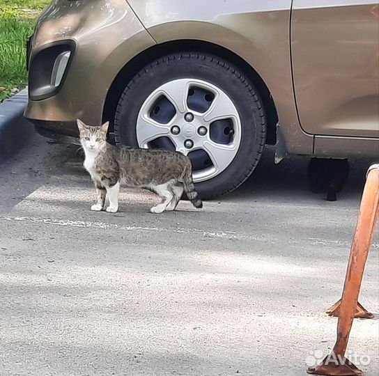 Кошечки ищут дом