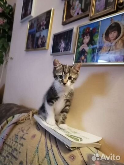 Отдам бесплатно