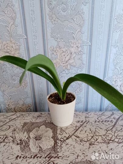 Кливия и Гибискус-китайская роза