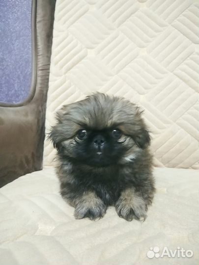 Щенки пекинеса