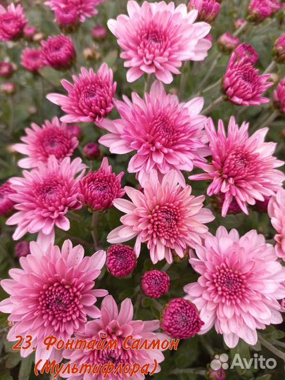 Хризантема мультифлора