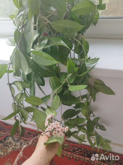 Хойя взрослая 180 см