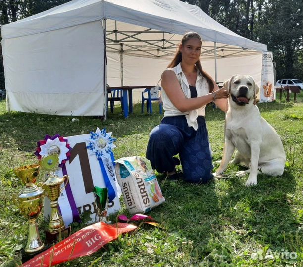 Хендлер, кинолог, показ собак на выставках