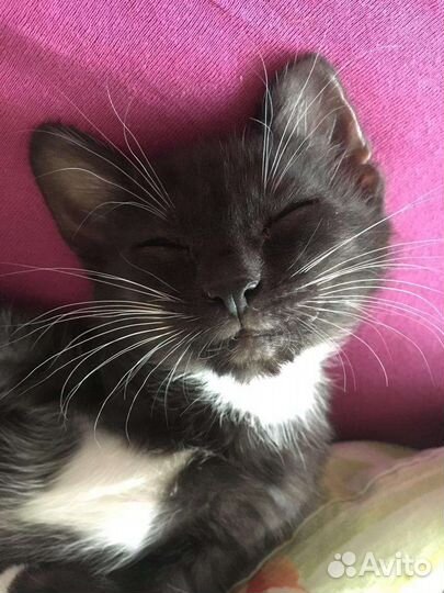 Турецкая ангора