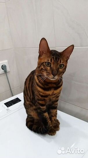 Бенгальский котик для вязки