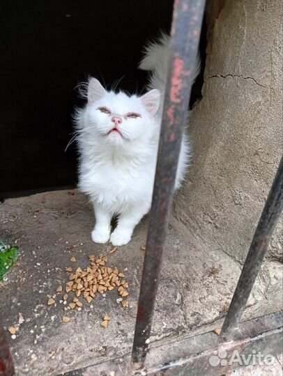 Турецкая ангора