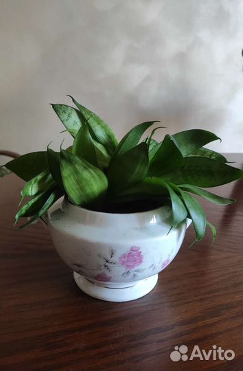 Подарок к любому празднику