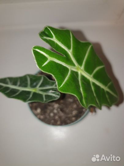 Алоказия полли